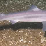 Lo Spinarolo (Squalus acanthias Linnaeus). Foto by Doug Costa